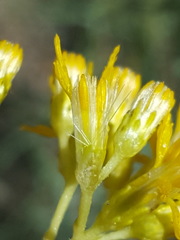 Isocoma pluriflora