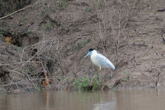Pilherodius pileatus