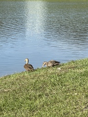 Anas platyrhynchos × fulvigula