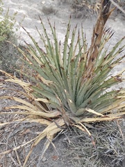 Hechtia perotensis