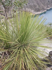 Dasylirion acrotrichum