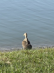 Anas platyrhynchos × fulvigula
