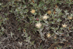 Brickellia veronicifolia