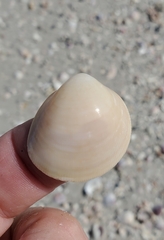 Laevicardium serratum