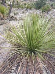 Dasylirion acrotrichum