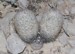 Echinomastus mariposensis