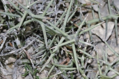 Koeberlinia spinosa