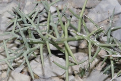 Koeberlinia spinosa