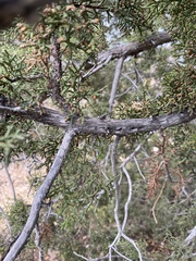 Juniperus monosperma