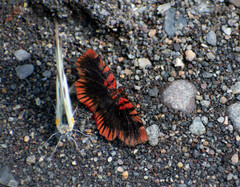 Haemactis sanguinalis