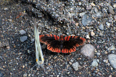 Haemactis sanguinalis