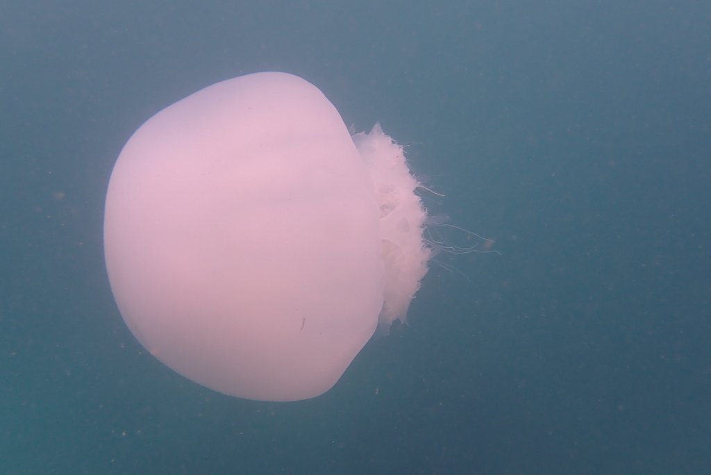 Nomad jellyfish with a smooth pale pink bell in open blue water, frilly arms at one side