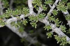 Condalia ericoides
