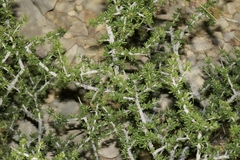 Condalia ericoides