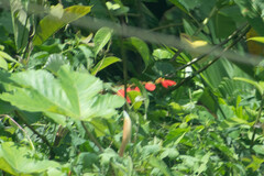 Warszewiczia coccinea
