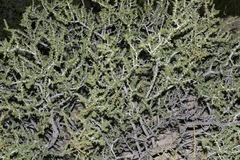 Condalia ericoides