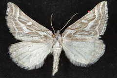 Plataea trilinearia