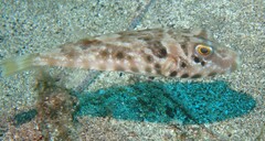 Sphoeroides marmoratus