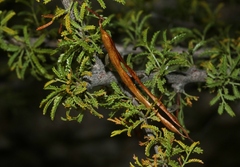 Vachellia vernicosa