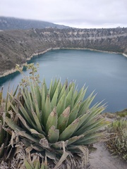 Agave horrida perotensis