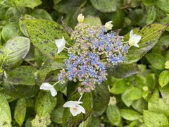 Hydrangea macrophylla