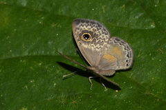 Perophthalma tullius