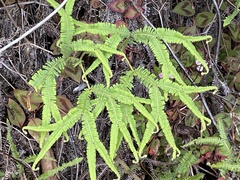 Sticherus flagellaris