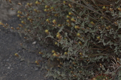 Brickellia veronicifolia