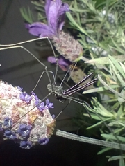 Pantopsalis albipalpis