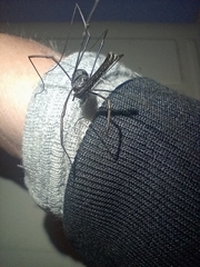 Pantopsalis albipalpis