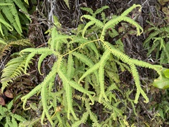 Sticherus flagellaris