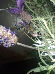 Pantopsalis albipalpis