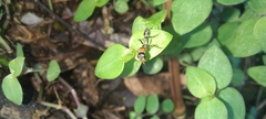 Pseudomyrmex gracilis