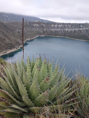 Agave horrida perotensis