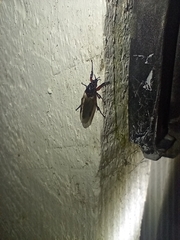 Dilophus nigrostigma