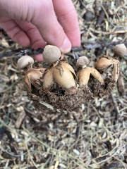 Geastrum fornicatum