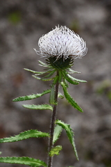 Cirsium coryletorum