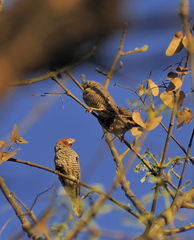 Amadina erythrocephala