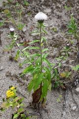 Cirsium coryletorum