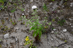 Cirsium coryletorum