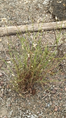 Alternanthera filifolia
