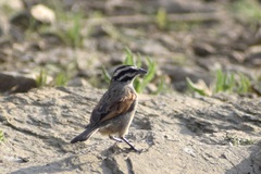 Emberiza capensis