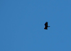 Cathartes melambrotus