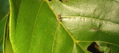Cephalotes
