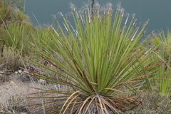 Dasylirion acrotrichum