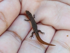 Sphaerodactylus klauberi