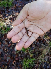 Sphaerodactylus klauberi