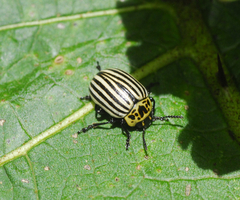 Leptinotarsa undecimlineata