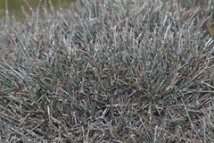 Ephedra compacta