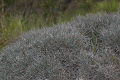 Ephedra compacta